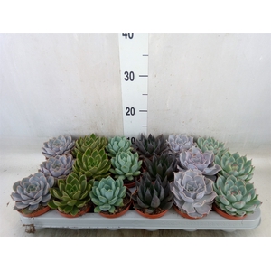 Echeveria   ...mix