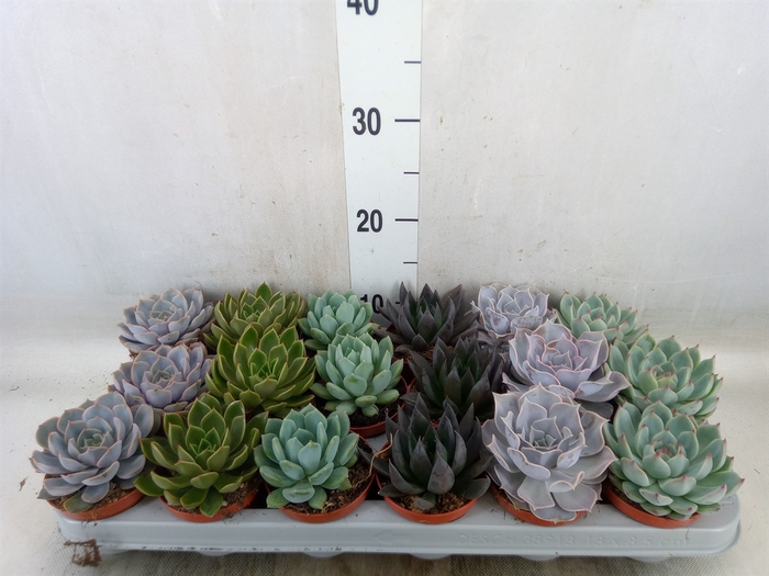 <h4>Echeveria   ...mix</h4>