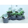 Geranium Rozanne