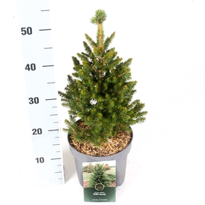 Picea a. 'Will's Zwerg'