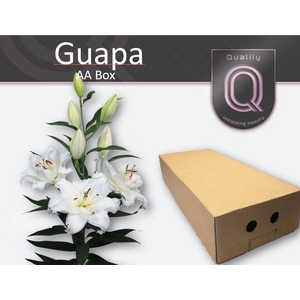 LI OR DU GUAPA AA doos 5+