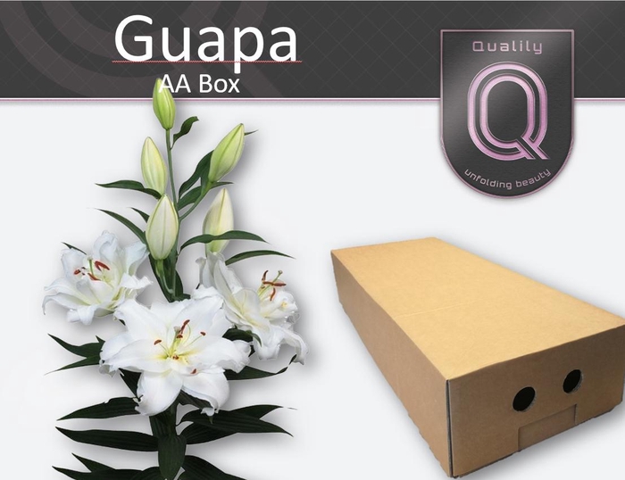 <h4>LI OR DU GUAPA AA doos 5+</h4>