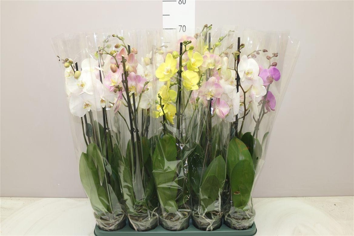 <h4>Phal Gemengd 2 Tak 18+ Mimesis</h4>