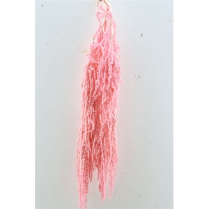Pres Amaranthus Caud Lightpink Bunch