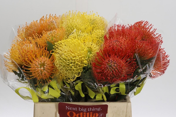 <h4>Nutans Mix tri-color</h4>