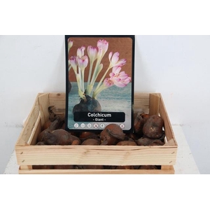 BOL COLCHICUM X30