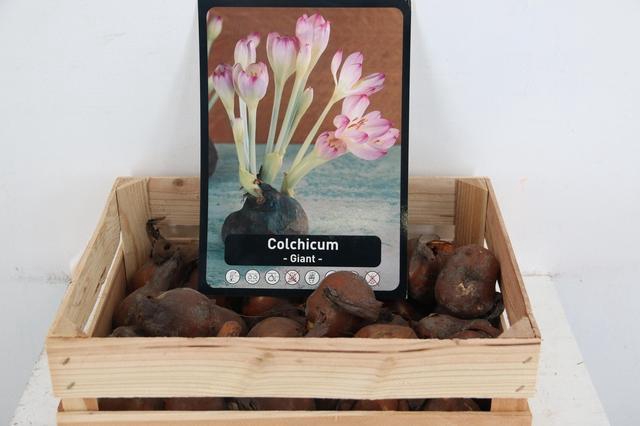 <h4>BOL COLCHICUM X30</h4>