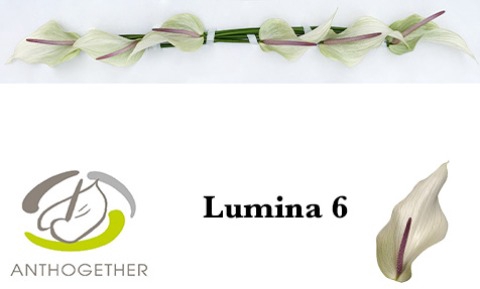 <h4>Anthurium Lumina</h4>