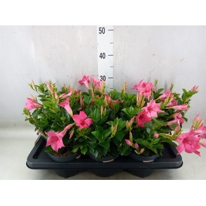 Mandevilla  'Sundavil Pink'