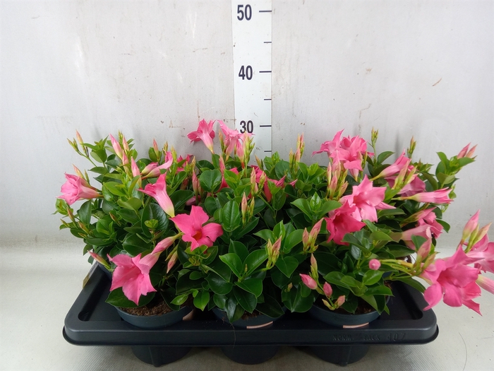 <h4>Mandevilla  'Sundavil Pink'</h4>