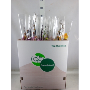 Phalaenopsis   ...mix