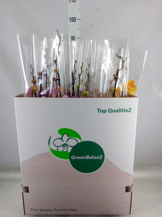 <h4>Phalaenopsis   ...mix</h4>