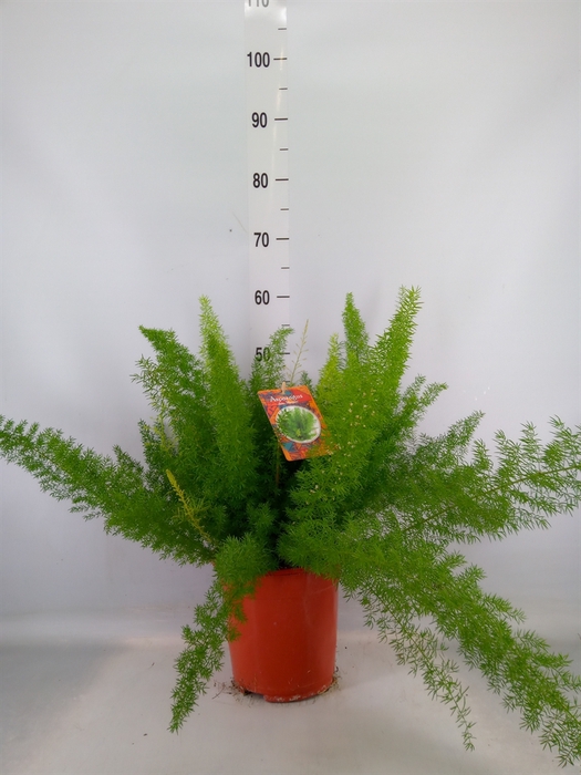 <h4>Asparagus dens. 'Meyers'</h4>