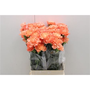 DI ST HERMES ORANGE