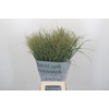 Panicum Heavy Metal