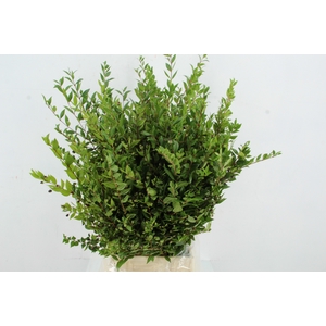 MYRTUS COMMUNIS