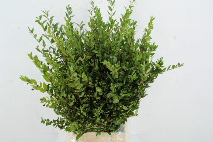 <h4>MYRTUS COMMUNIS</h4>