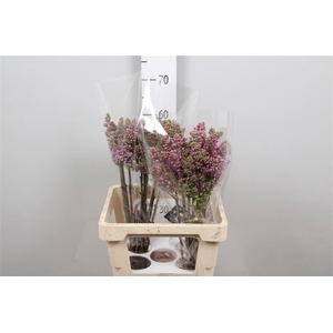 Syr V R V Horstenst 4+