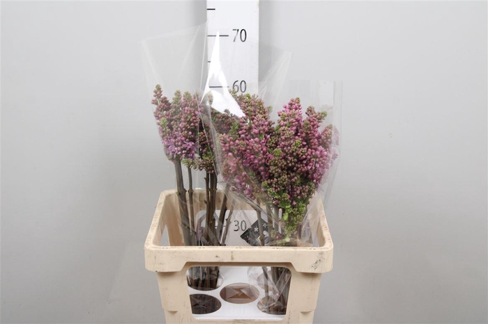 <h4>Syr V R V Horstenst 4+</h4>