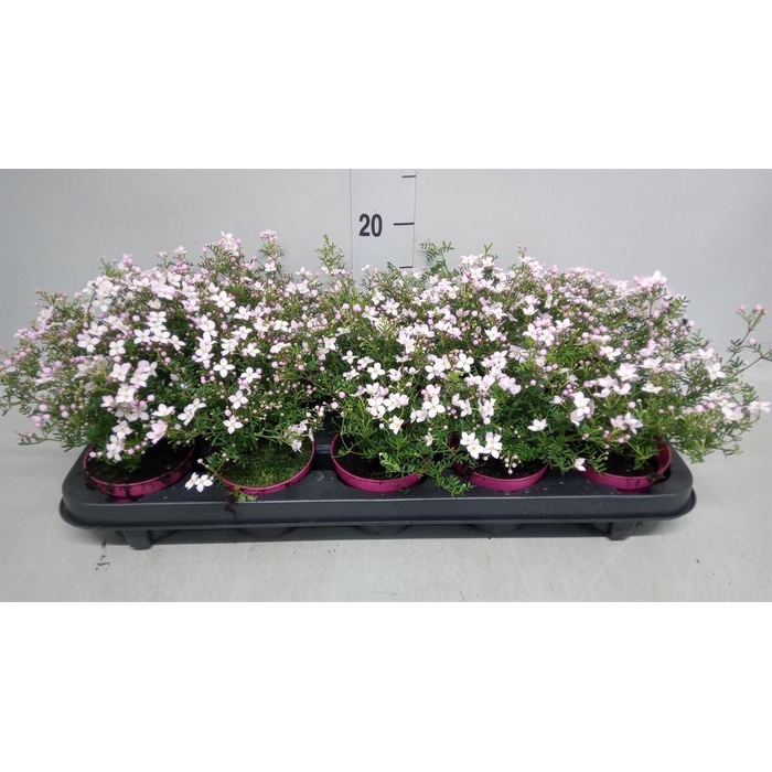 <h4>Boronia anemonifolia Pink Star</h4>