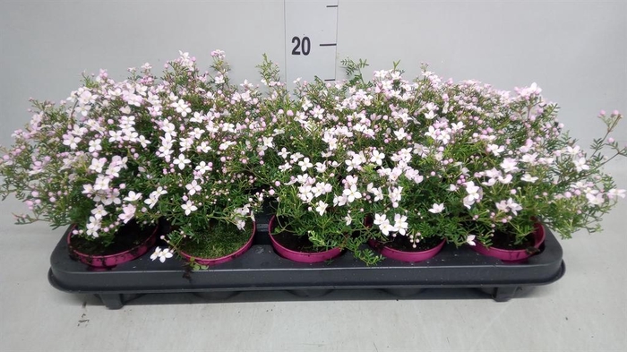 <h4>Boronia anemonifolia Pink Star</h4>