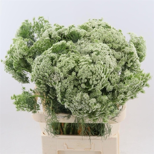 AMMI VISNAGA CASABLANCA*