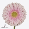 Gerbera diamond romella