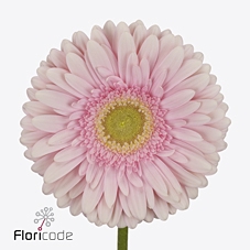 Gerbera diamond romella
