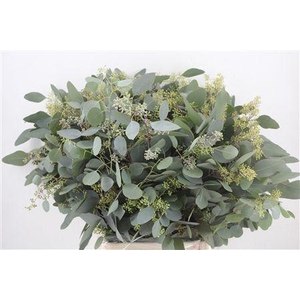 EUCA POPULUS BERRY 300GR P BUNCH