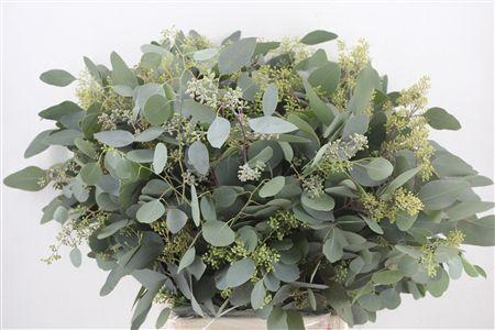 <h4>EUCA POPULUS BERRY 300GR P BUNCH</h4>