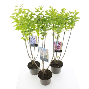 Syringa vulgaris MIX C5 (23cm.)