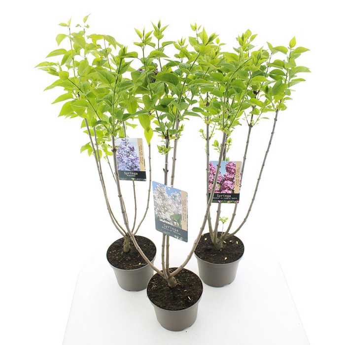 <h4>Syringa vulgaris MIX C5 (23cm.)</h4>