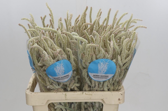 <h4>Amaranthus Yearming Desert</h4>