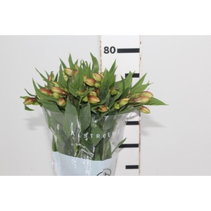 ALSTROEMERIA REBECCA 080 CM