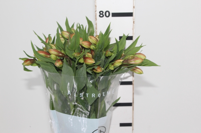 <h4>ALSTROEMERIA REBECCA 080 CM</h4>