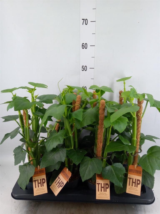 <h4>Cissus ...</h4>