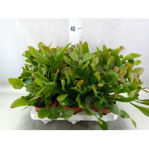 Rhipsalis   ...