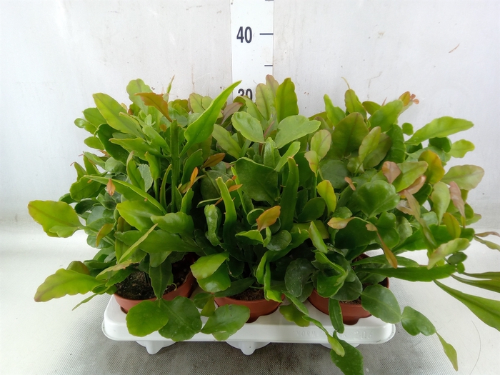 <h4>Rhipsalis   ...</h4>
