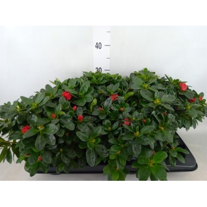 Rhododendron sim. 'Jimmy'