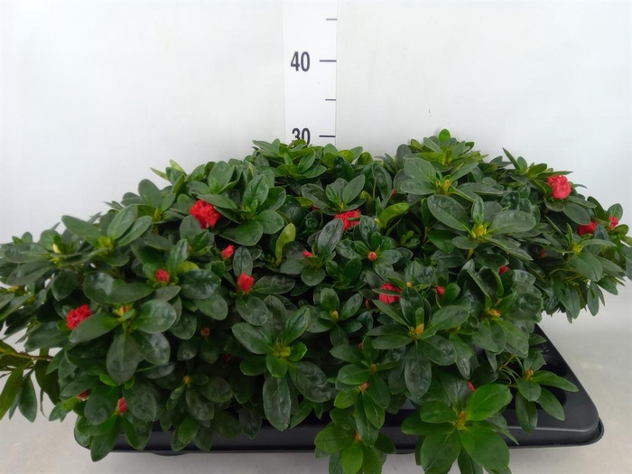 <h4>Rhododendron sim. 'Jimmy'</h4>