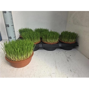 KATTENGRAS