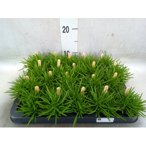 Senecio archeri 'Himalaya'