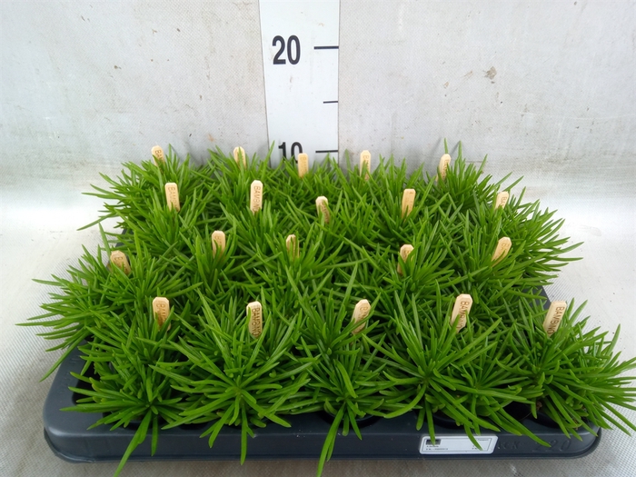 <h4>Senecio archeri 'Himalaya'</h4>