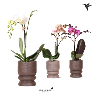 Kolibri Orchids Phalaenopsis mix 1 spike in Vintage pot mix