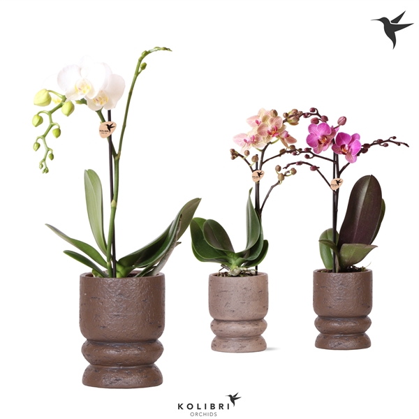 <h4>Kolibri Orchids Phalaenopsis mix 1 spike in Vintage pot mix</h4>