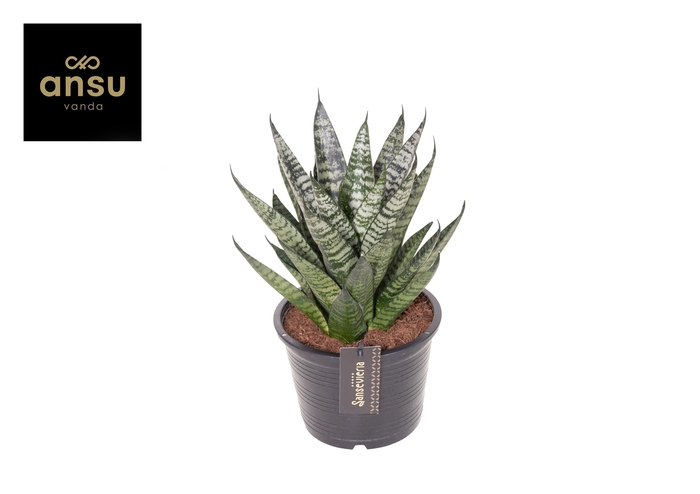 <h4>Sansevieria Comet Ming Green Marble</h4>