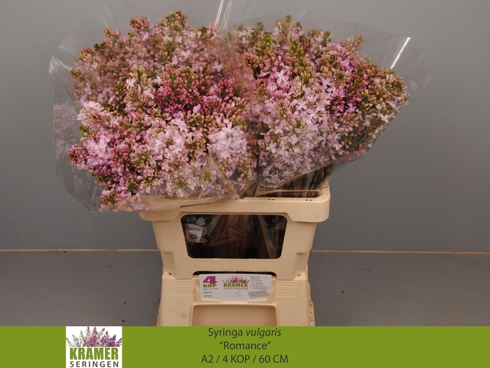 <h4>SYR V ROMANCE</h4>