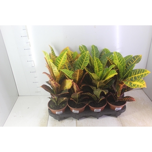 CROTON HIBRIDO PETRA P15