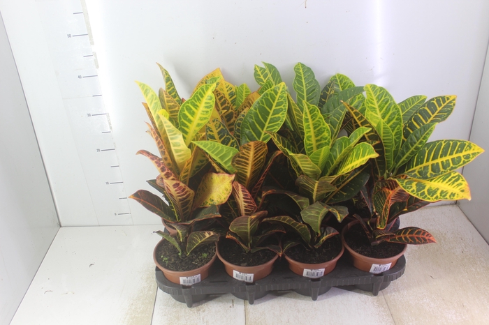 CROTON HIBRIDO PETRA P15