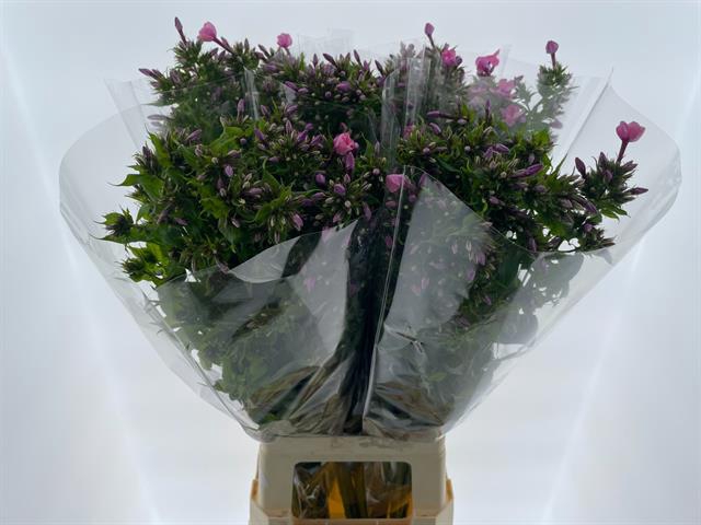 <h4>PHLOX P WINDSOR</h4>